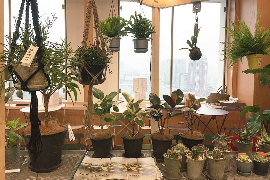 植物ディスプレイ・
